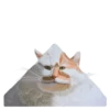 Rare cats 2 18