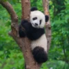 panda - 19
