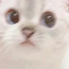 rajey jadi kucing 22