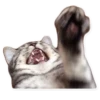 Rare cats 2 19