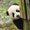 panda - 20