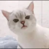 rajey jadi kucing 23