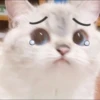 rajey jadi kucing 24
