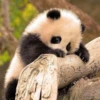 panda - 21