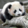 panda - 22