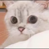 rajey jadi kucing 25