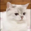 rajey jadi kucing 26