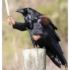 Animales Brazos 1 26