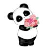 Panda Pipa 13