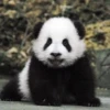 panda - 23
