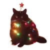 Rare cats 2 21