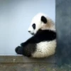 panda - 24