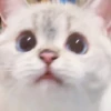 rajey jadi kucing 27