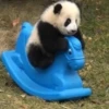 panda - 25