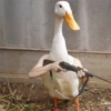Animales Brazos 1 27