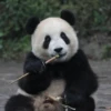 panda - 26