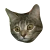 Rare cats 2 23