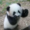 panda - 27