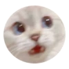 Rare cats 2 24