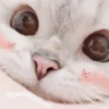 rajey jadi kucing 29