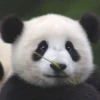 panda - 28