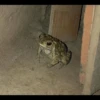 Frogs and toads 5