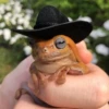Frogs and toads 6