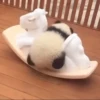Panda 5