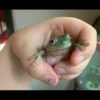 Frogs and toads 7