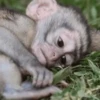 MONKEY 5