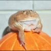 Frogs and toads 8