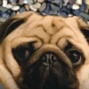 pug_leonid 6