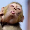MONKEY 7