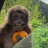 MONKEY 8