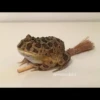 Frogs and toads 9