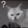 Cat moods’ 5
