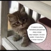 quotescats 5