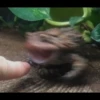 Frogs and toads 10