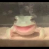 Frogs and toads 11