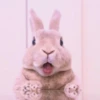 sOft rabbit 6