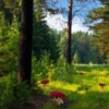 pug_leonid 7