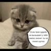 quotescats 6
