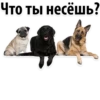 Puppies 5