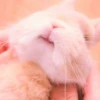 sOft rabbit 7