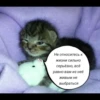 quotescats 7