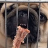 pug_leonid 9