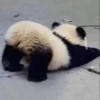 Panda 6