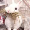 sOft rabbit 8