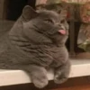 Cat moods’ 6
