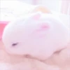 sOft rabbit 9